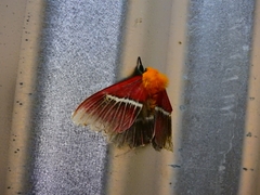 Pseudodirphia menander