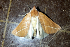 Compsoptera opacaria