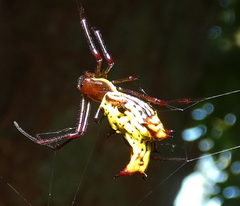 Micrathena fissispina