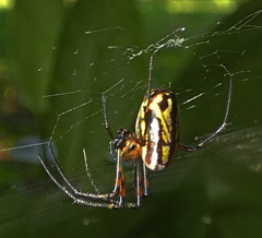 Leucauge
