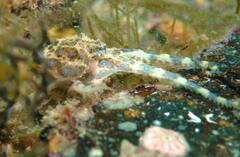 Hapalochlaena maculosa