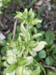Cerastium glomeratum