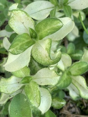 Cerastium glomeratum