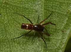 Micrathena fissispina
