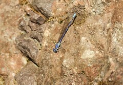 Argia munda
