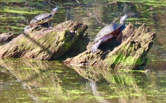 Deirochelyinae