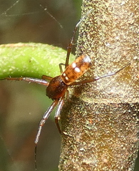 Micrathena fissispina