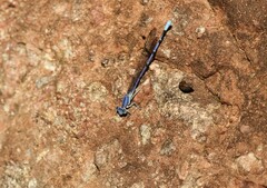 Argia munda