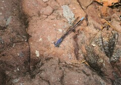 Argia munda
