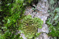 Melanohalea exasperatula