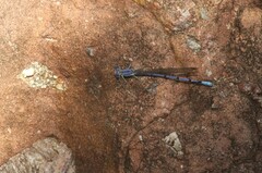 Argia munda
