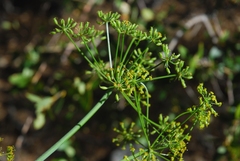 Tauschia parishii