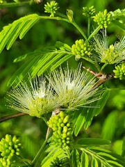 Chloroleucon acacioides