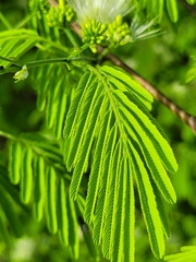 Chloroleucon acacioides