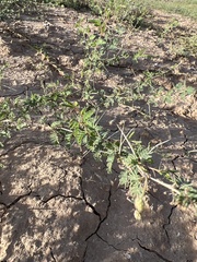 Vachellia farnesiana