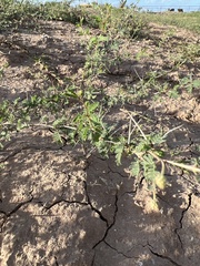 Vachellia farnesiana