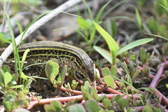 Aspidoscelis gularis