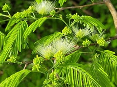 Chloroleucon acacioides