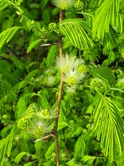 Chloroleucon acacioides