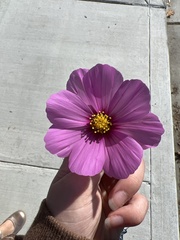 Cosmos bipinnatus