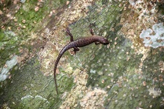 Sphenomorphus sabanus