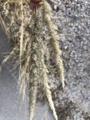 Enneapogon cenchroides