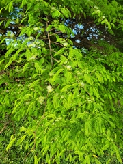 Chloroleucon acacioides