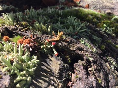 Cladonia floerkeana