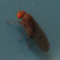 Drosophila immigrans