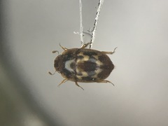 Cryptarcha strigatula