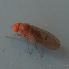 Drosophila immigrans
