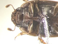 Cryptarcha strigatula