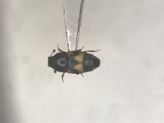 Carpophilus hemipterus