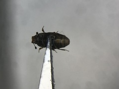 Carpophilus hemipterus