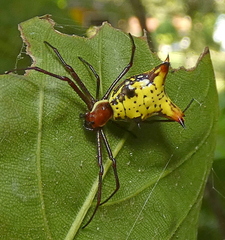 Micrathena fissispina