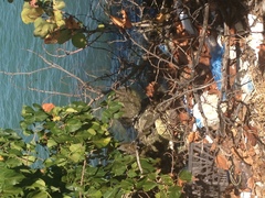 Iguana iguana