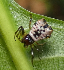 Micrathena patruelis