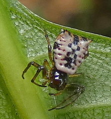Micrathena patruelis