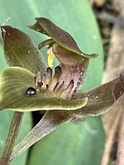 Chiloglottis triceratops