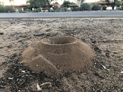 Acromyrmex versicolor