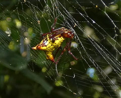 Micrathena fissispina
