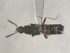 Leptusa opaca