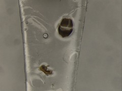Leptusa opaca