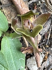Chiloglottis triceratops
