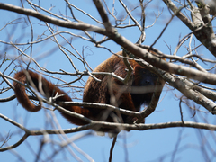 Alouatta guariba