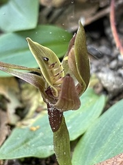 Chiloglottis triceratops