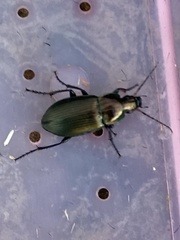 Poecilus cupreus