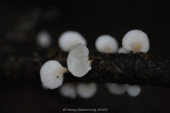 Panellus mitis