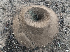 Acromyrmex versicolor