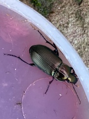Poecilus cupreus